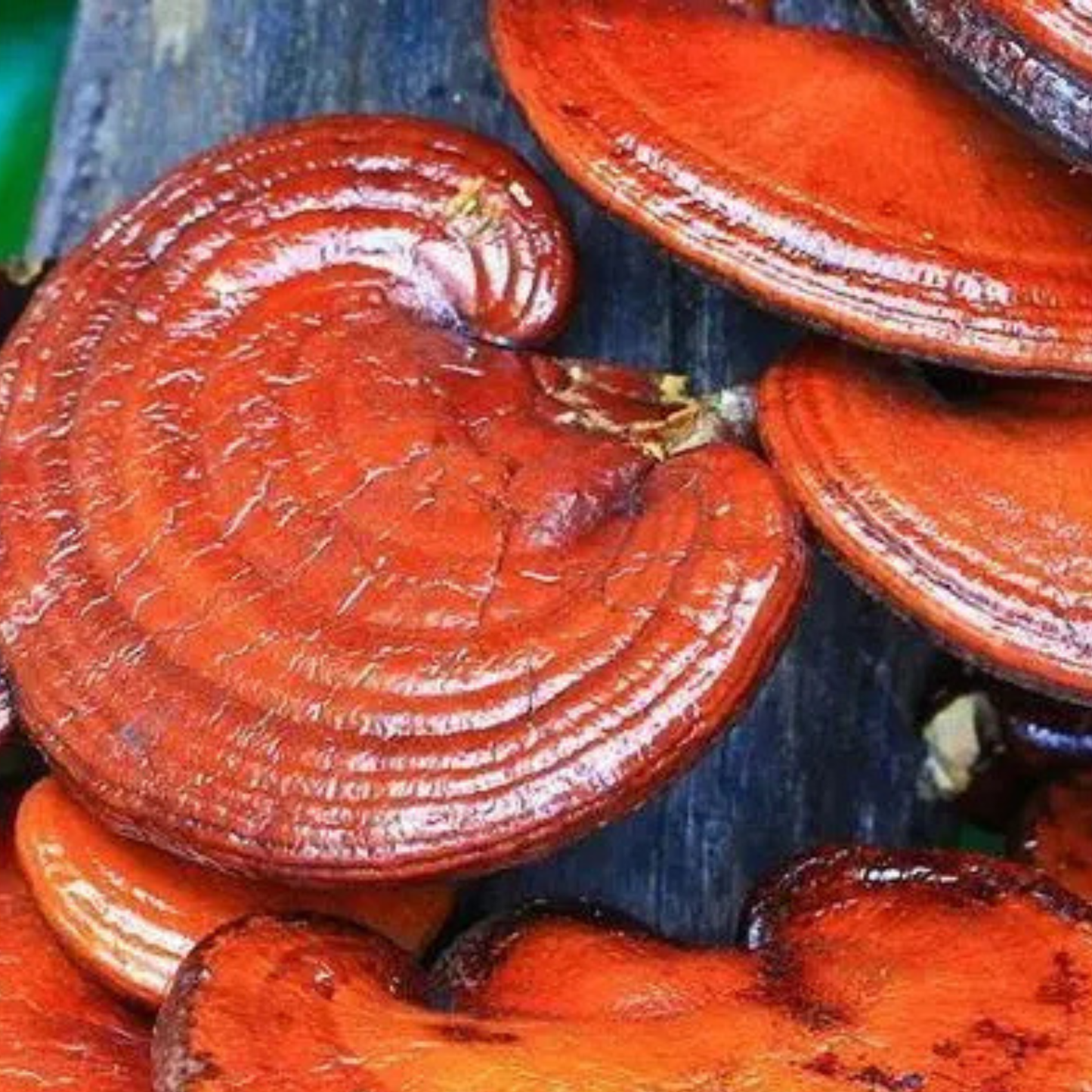 Reishi Doble Extracto en Gotas 3:1 30 ml