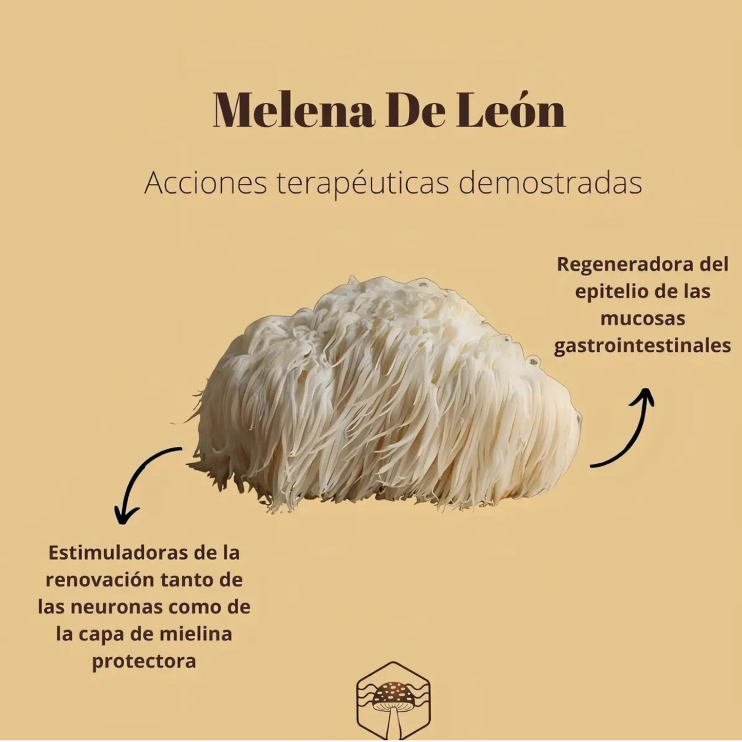 Melena de León Doble Extracto en Gotas 3:1 30 ml