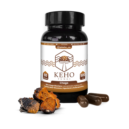 Chaga Concentrado de Capsulas